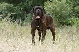 CANE CORSO 1472